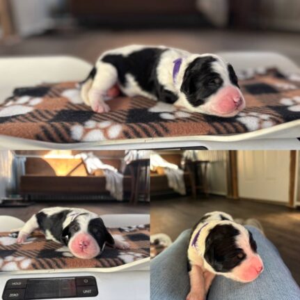 Purple Girl: 1 lb 1 oz