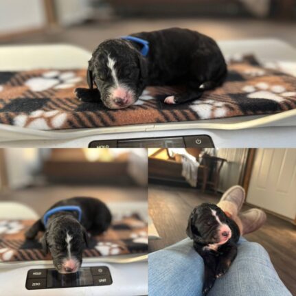 Dark Blue Boy: 1 lb 1 oz