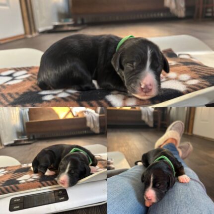 Dark Green Boy: 1 lb 1 oz